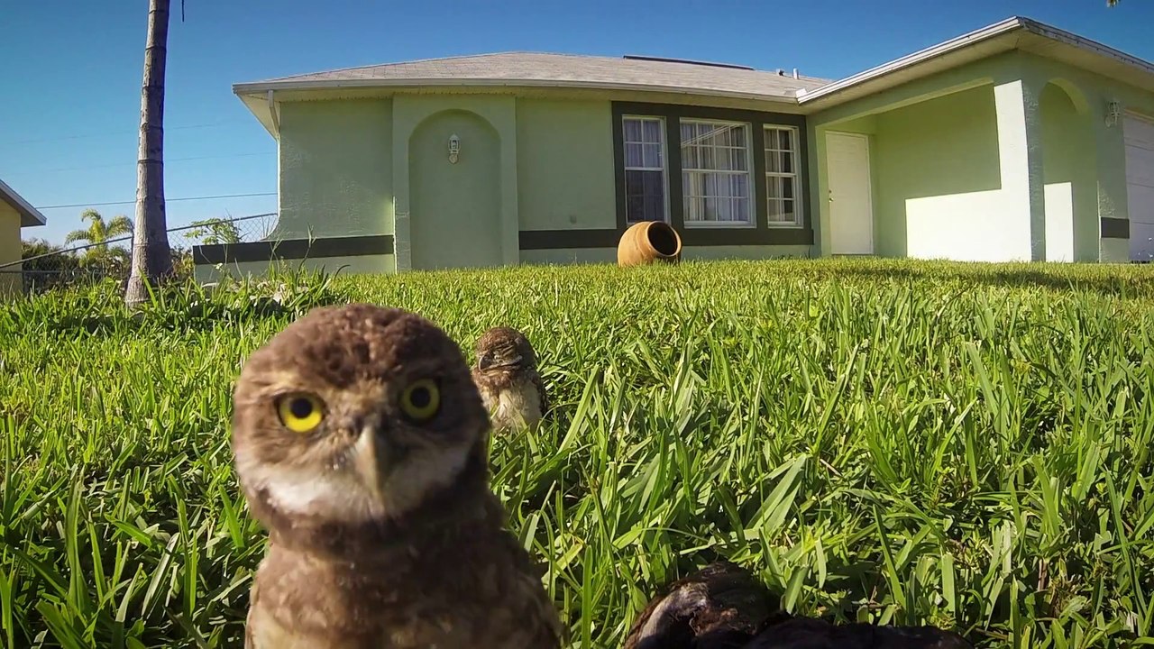 2 bébés chouettes dansent devant une GoPro : adorable!