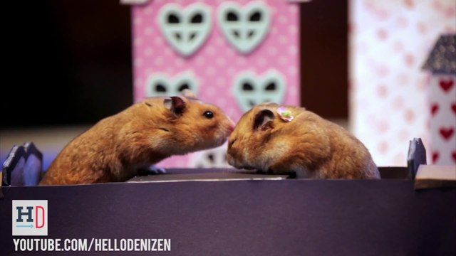 Tiny Hamster Goes On A Tiny Dinner Date For Valentine’s Day