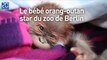 Rieke, le bébé orang-outan star du zoo de Berlin