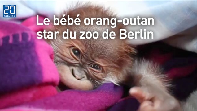 Rieke, le bébé orang-outan star du zoo de Berlin