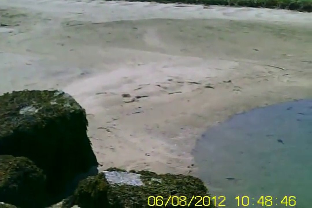 Des calmars piégés par la marée dans une marre d'eau salée.