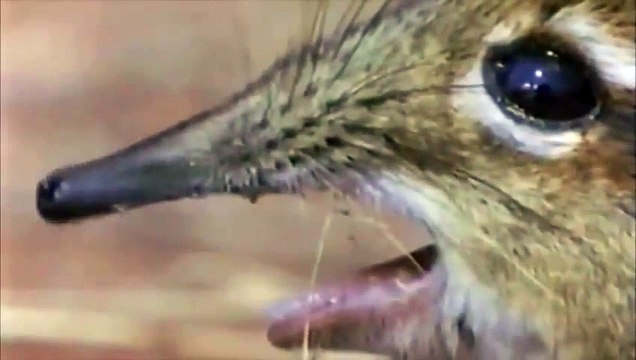 Un animal chante le Fantome de l'opéra et c'est fun!