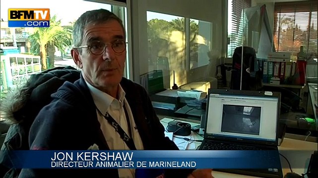 Antibes: un bébé ours polaire est né à Marineland