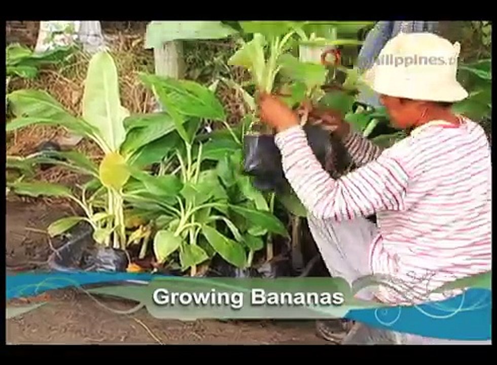 Home Grown World Class Bananas