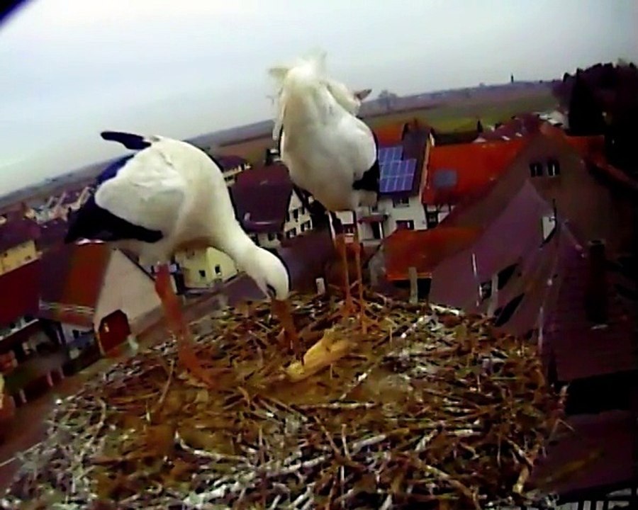 09.02.15  Mamours / Liebkosigkeiten