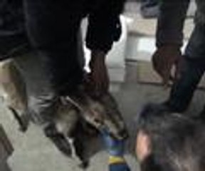 Vaşağın elinden zor aldılar