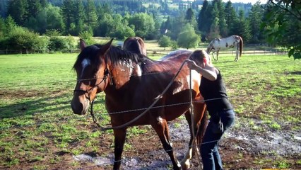 下载视频: A horse and girl and horse girl with horse with girl horse girls and horse caballos girl on horse