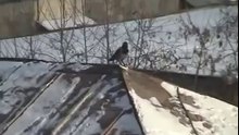 Magpie bird Skiing on roof - Сорока катается на крыше