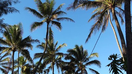 Les sessions solides de Jérémy Florès sur le North Shore