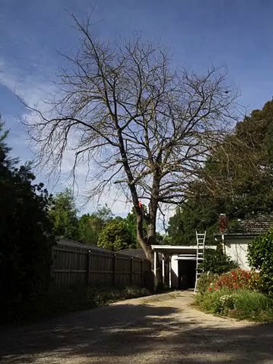 bedford tree works