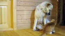 Friendly dog and bothering cat - Дружба кота и собаки !