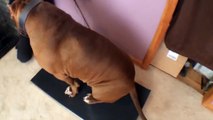 Il s'appelle Hulk, il a 17 mois et c'est le plus gros Pitbull du monde