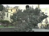 Napoli - Maltempo, cade un pino a Santa Chiara (09.02.15)