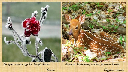 Kimsesiz Çocuğa-Gelinciğin Hüznü