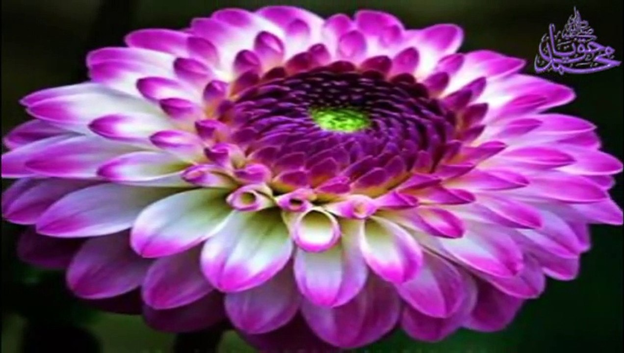 HYM Mehfil-e-Milad 2015 Hafiz Kamil Hussain 1st Kalam (www.livestreamerz.com)