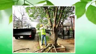 Dallas Tree Services | 214-556-5079 | Dallas Tree Removal | Dallas Tree Trimming | DFW Tree Removal
