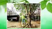 Dallas Tree Services | 214-556-5079 | Dallas Tree Removal | Dallas Tree Trimming | DFW Tree Removal