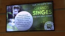 معرض في باريس يسمح بتقفي أثر القردة الكبيرة المهددة بالانقراض
