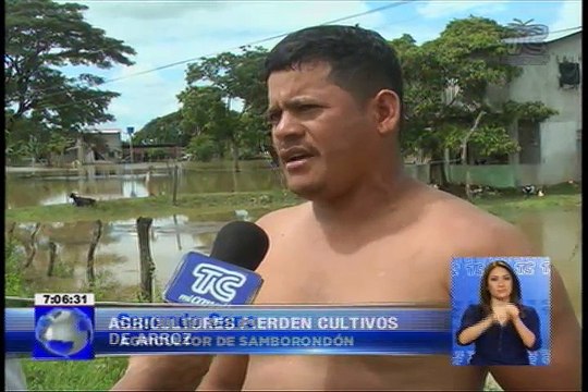 Agricultores pierden cultivos de arroz