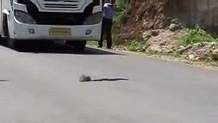 Sneak vs Squirrel fight unbelievable 2015/2016