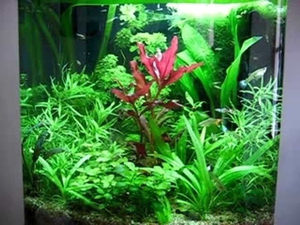 Bac guppy 1