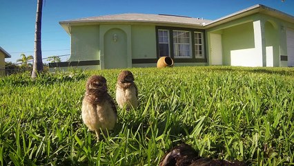 GoPro Owl Dance-Off (HD)