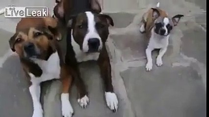 I got the smartest Dog