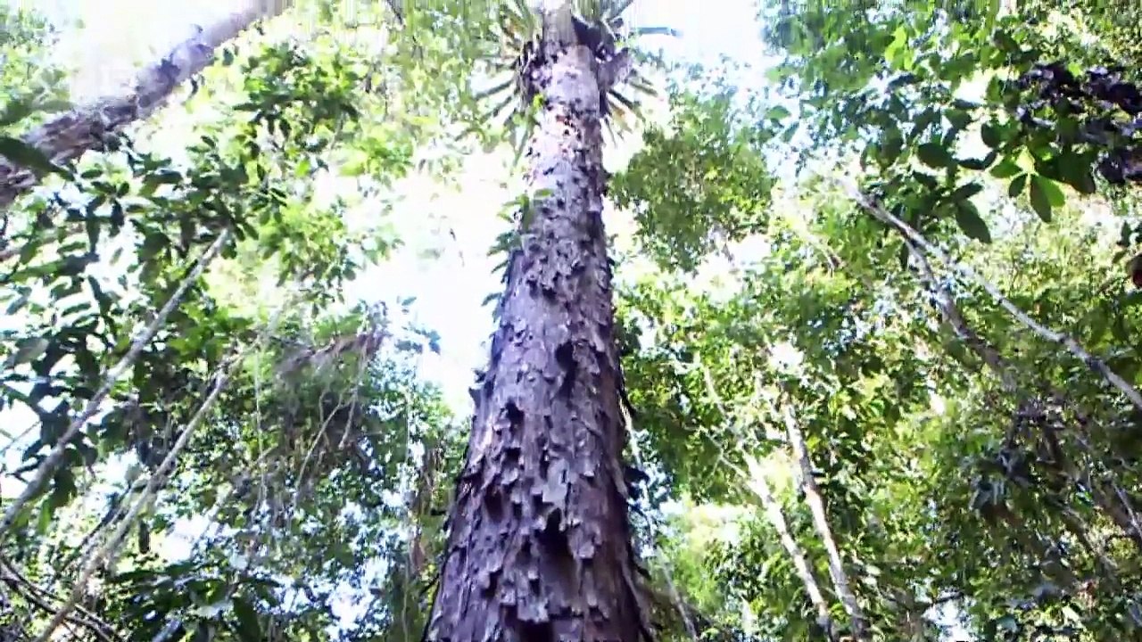 Zwischen Wirtschaftswachstum und Umweltschutz | Global 3000