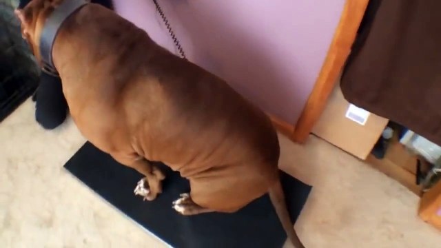 Voici le plus gros pitbull du monde