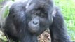 Explorer Gets Face-To-Face With Terrifying Silverback Gorilla