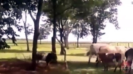 İnek Deviren Taşkafa Koyun