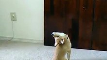 Funny dog can look 360 around - Собака может смотреть 360 градусов ))