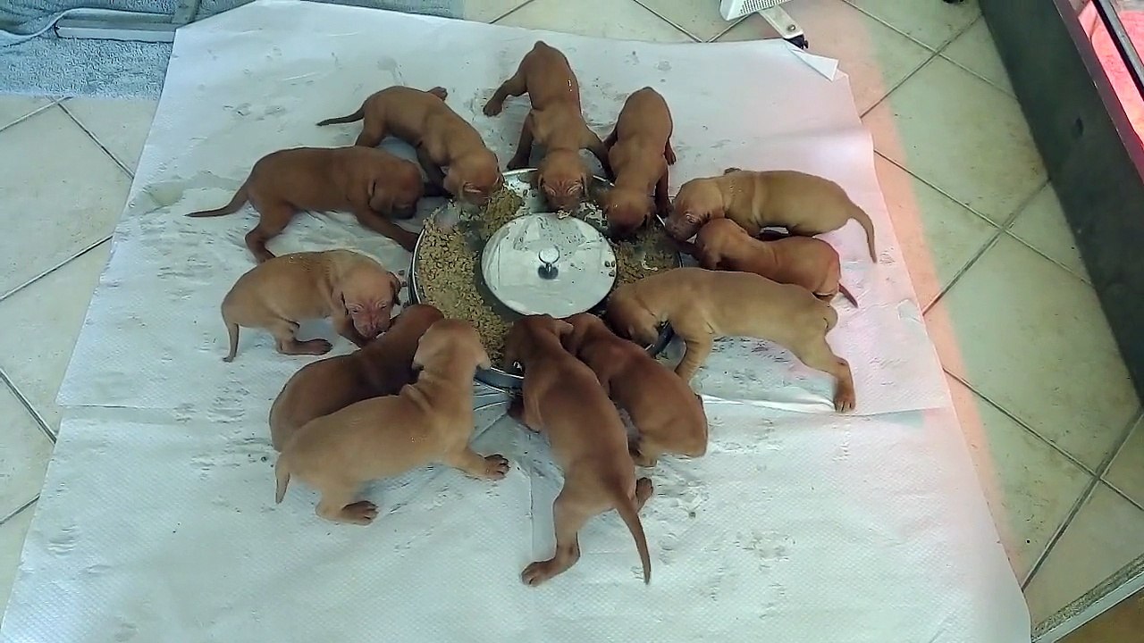 Chiots Eden 1er repas entre 2 tetes de la maman