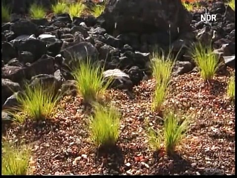 C.C.Catch - Shake Your Head - Hanse Sail 2003