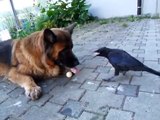 Raven and Dog play ball - Ворона и собака играют с мячом.