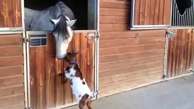 Baby Goat Desperate to Hit Horse - Козленок хочет бодануть лощадь - прикол !