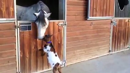 Baby Goat Desperate to Hit Horse - Козленок хочет бодануть лощадь - прикол !