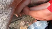 Cat drinks milk from Cow udder - Кот молоко прямо из под коровы - прикол !