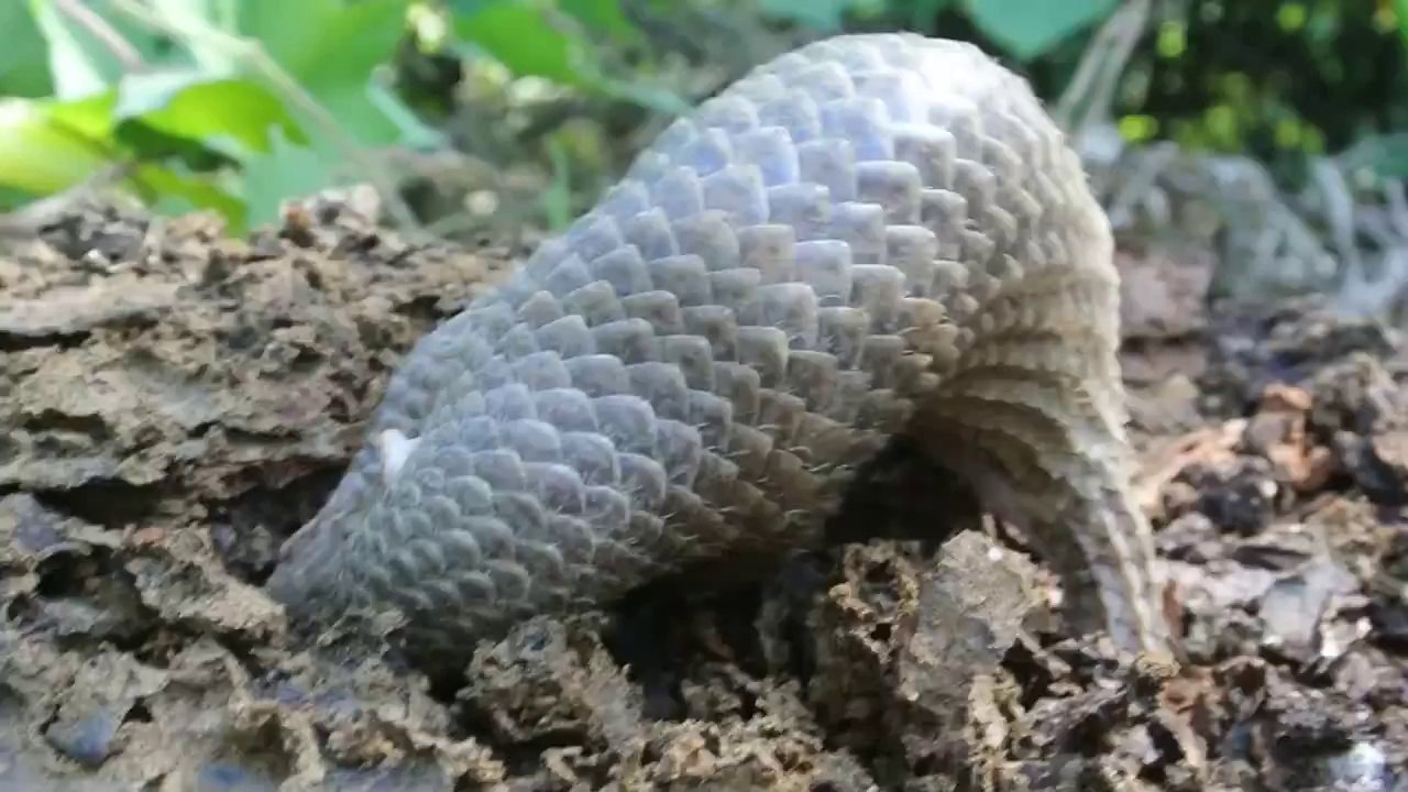 Pangolin looking for ants - Странное животное  Панголин !