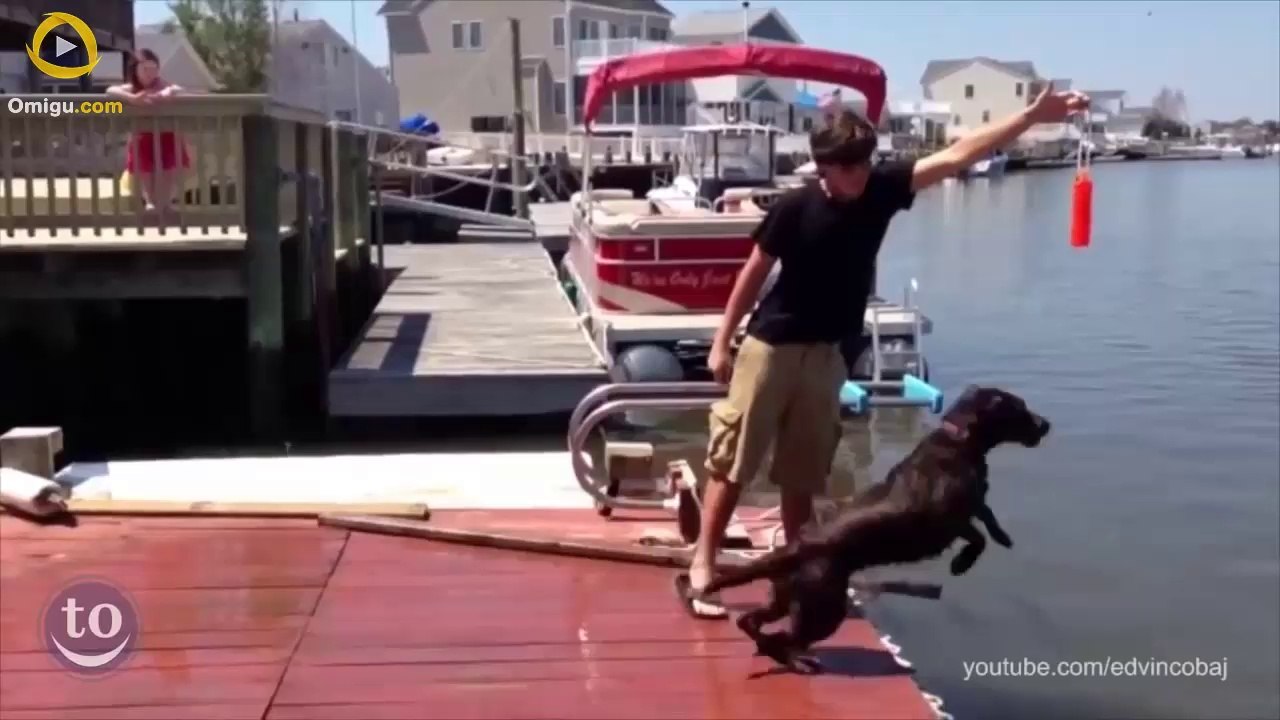 Dog Fetch Fails