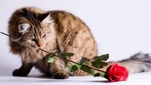 Man Steals Kitten for Valentine's Gift, Returns it With Apology Note