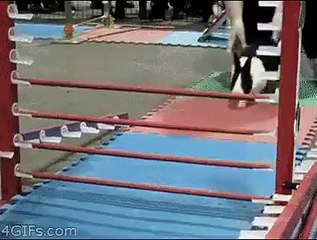 WHEN A RABBIT OUTSMARTS YOU.. LOL