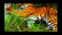 Baby Einstein   Baby Noah  Animal Expedition   IN THE RAINFOREST & TROPICS