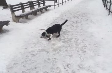 Hombre recibe una lección por burlarse de su perro