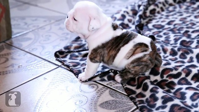 Wrinkly Bulldog Puppy Howls! SO DARN CUTE! - Puppy Love