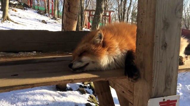 Village de renards au Japon (Zao Fox Village)