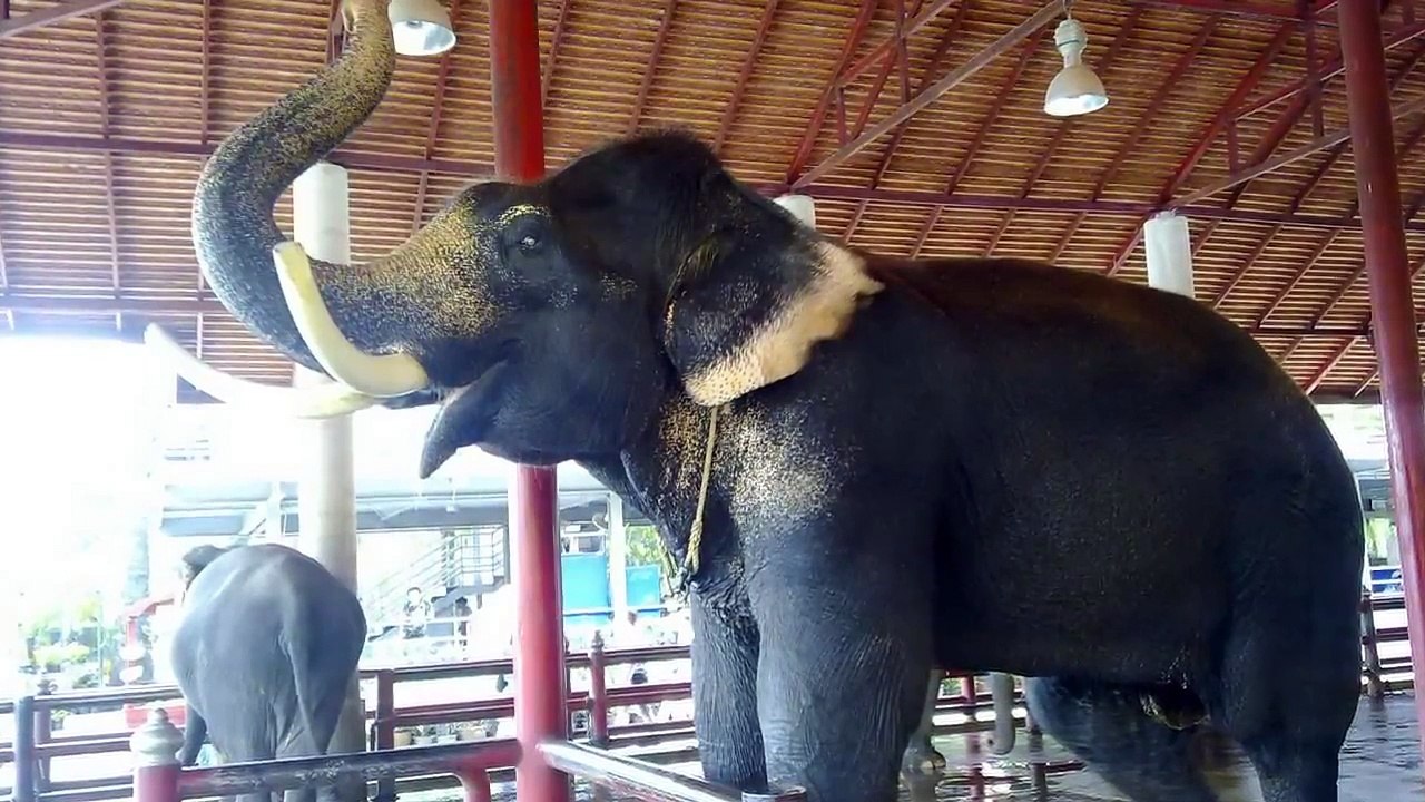 Animal heroes - Animals saving human lives