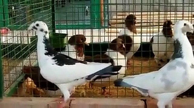 German Beauty Homers