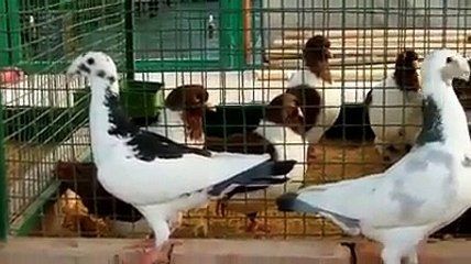 German Beauty Homers