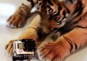 Cute Tiger Cubs Fight Over GoPro